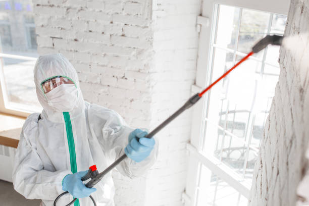 Reliable Junction City, CA Mold Removal Solutions